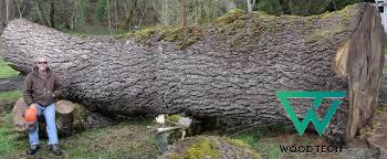 Gỗ óc chó là gì